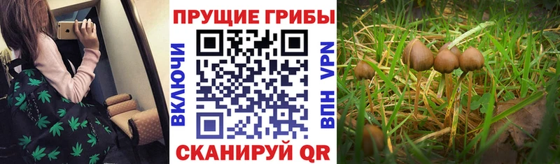 мега онион  Заполярный  Галлюциногенные грибы Magic Shrooms 